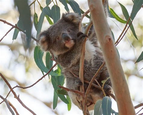 Where the wild koalas are 